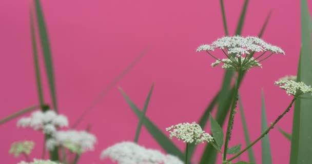 Zelené listy a stonky Chromakey Wavering květiny, peonies a Milfólie, Brignt zelená pozadí, alfa klíč Chroma — Stock video