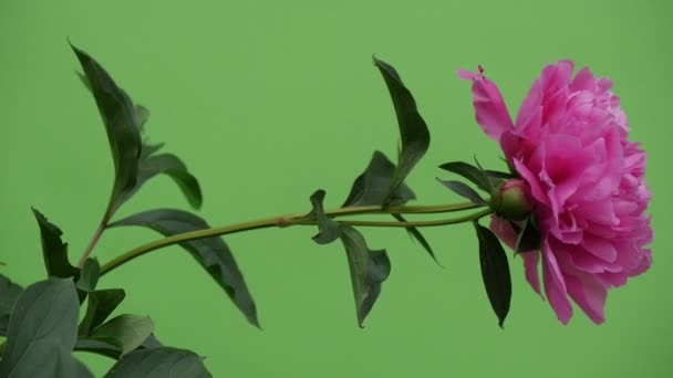 Roze pioenrozen en Milfoils Wavering bloemen Brignt groene achtergrond, Chromakey Chroma Key Alfa — Stockvideo