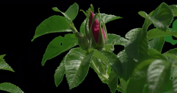 Růžová růže Bush rostliny listí květiny tráva zelená — Stock video
