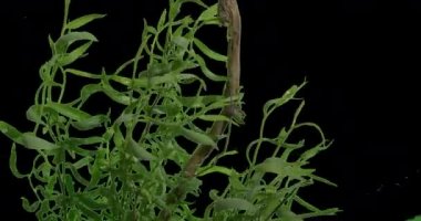 Küçük ağaç Bush bitkilerin yaprakları yeşil çimen