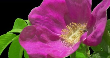 Pembe Gül Bush bitkiler yaprakları çiçek yeşil çimen