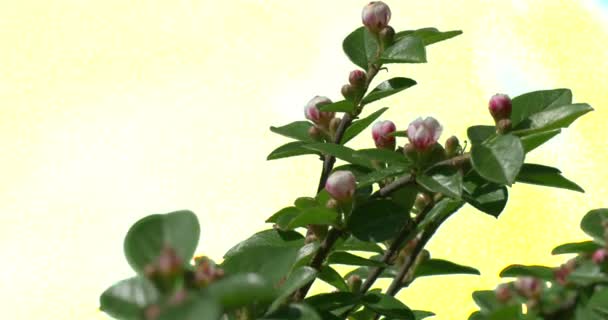 Plantas de flor de cerejeira Flores Grama Ramos — Vídeo de Stock