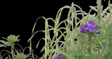 Buğday Dikenli Çimen Yeşil Bitkiler Çiçek Bırakıyor