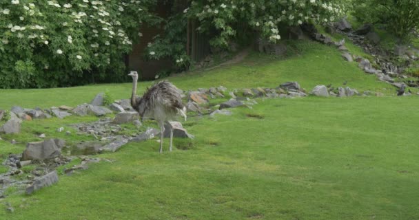 Strauß, Struthio camelus, Vogel, trinkt das Wasser aus dem Bach — Stockvideo