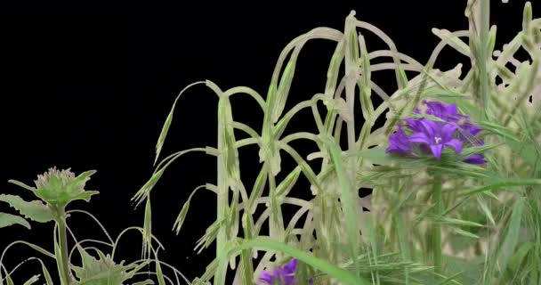 Tarwe Spikeletten Gras Groene Planten Bladeren Bloemen — Stockvideo