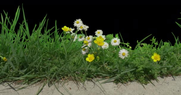 Biały żółty Daisy Buttercup rośliny kwiaty trawa — Wideo stockowe