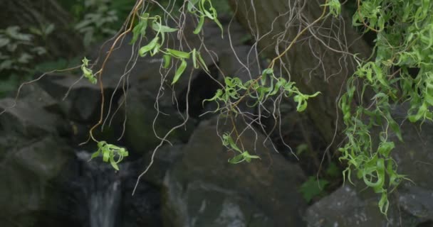 Arroyo, Cascada en las Piedras, Ramas de Sauce están en primer plano — Vídeos de Stock