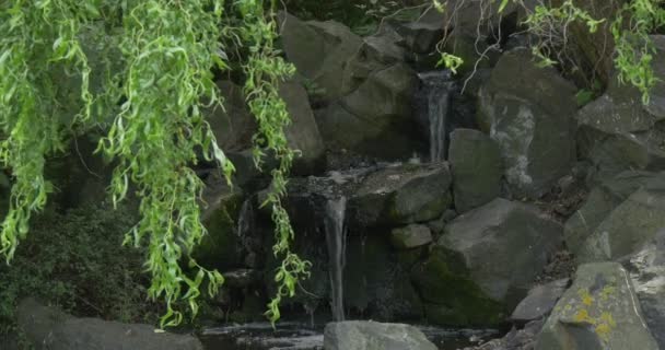 Потік, водоспад на камені, гілочки верби, знижуються — стокове відео