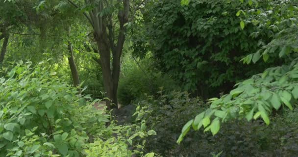 在动物园里，有风葱郁绿色公园，树木，格罗夫 — 图库视频影像