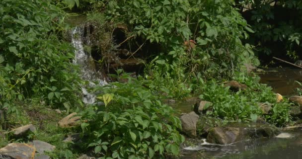 Waterfall in The Park, River Banks, Sunny — Stock Video