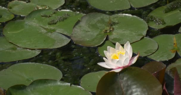 Hojas circulares de lirios de agua brillantes en agua que rasga, flor blanca y rosa — Vídeo de stock