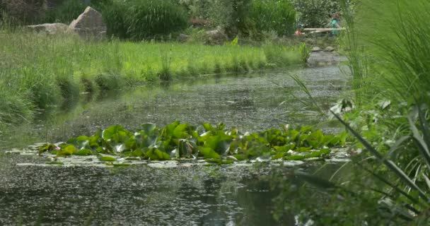 Grüne Lilieninsel mit runden, glänzenden Blättern am Teich, Menschen gehen spazieren — Stockvideo