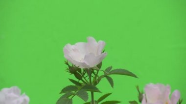 Ağır çekim, rüzgârla titrek üst beyaz güller