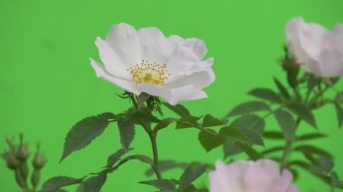 Beyaz güller, çırpınan Bush Closeup yaprakları düğmeleri