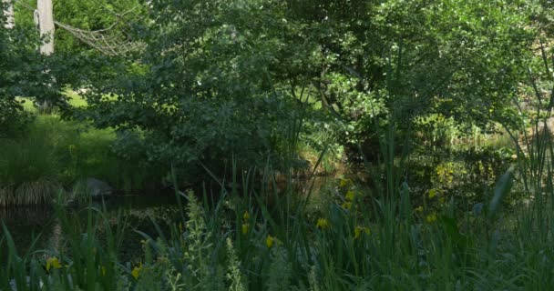 池、ツリーから影で黄色の花と草 — ストック動画