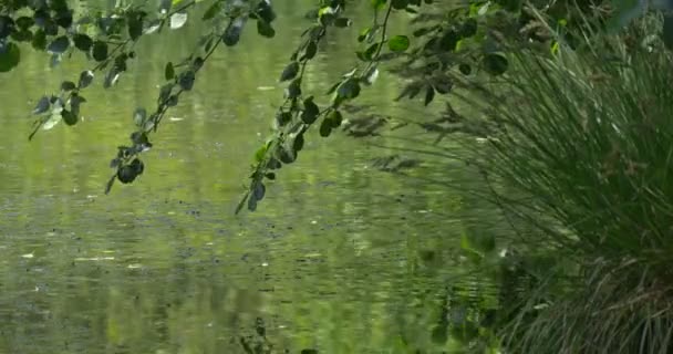 Ramas balanceándose sobre el agua ondulada — Vídeos de Stock