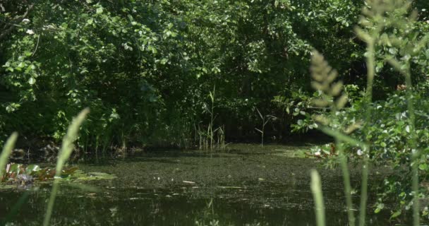 Lago coberto pantanoso, grama selvagem, árvores — Vídeo de Stock