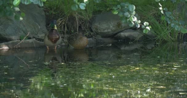 Dos Mallards, patos salvajes en aguas poco profundas — Vídeo de stock
