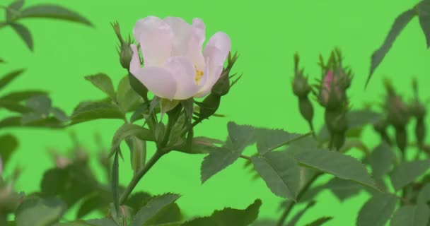 Parte Superior de Bush con Flores y Botones ondea sobre el Viento — Vídeos de Stock