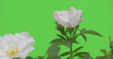 Bush rüzgarda üst beyaz güller