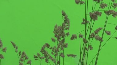 Apera, Windgrass, ot dal ve yaprakları Fluttering vardır