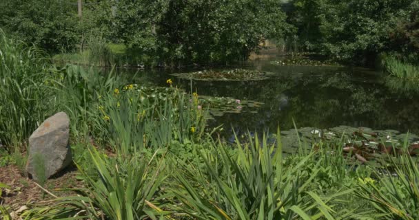 Teich mit Seerosen, Wasserpflanzen, Ufer mit Sträuchern — Stockvideo
