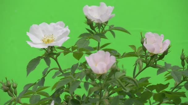 Övre delen av rosenbuske med vita kronblad av rosor, blåsigt — Stockvideo
