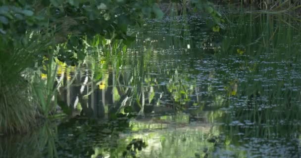 Болотный пруд с водяными лилиями, водными растениями — стоковое видео