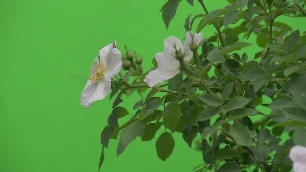 Rosenstrauch Nahaufnahme, weiße Blüten schwanken im Wind — Stockvideo