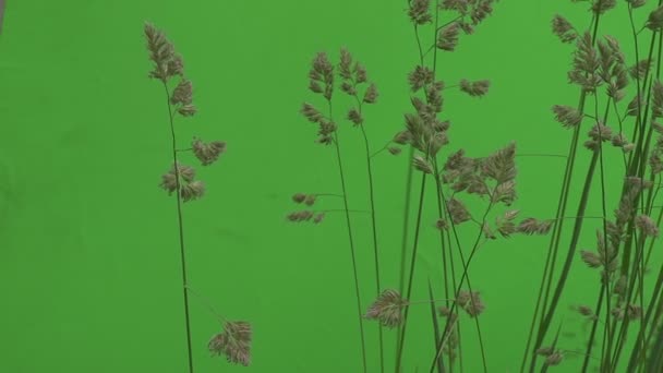 Windgrass Apera, ζιζανίων, αμφιταλαντεύσεις σχετικά με το σχέδιο — Αρχείο Βίντεο