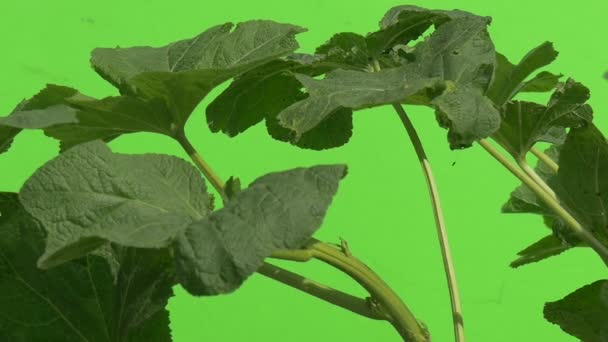 Planta verde con hojas grandes y tallo grueso, niveles de primer plano, cámara lenta, aleteo — Vídeo de stock