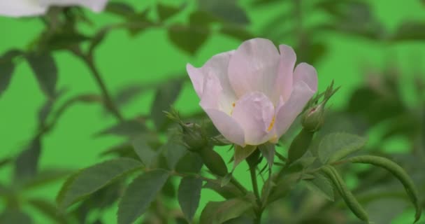 Weiße Rose auf dem Strauch Nahaufnahme, flattert — Stockvideo