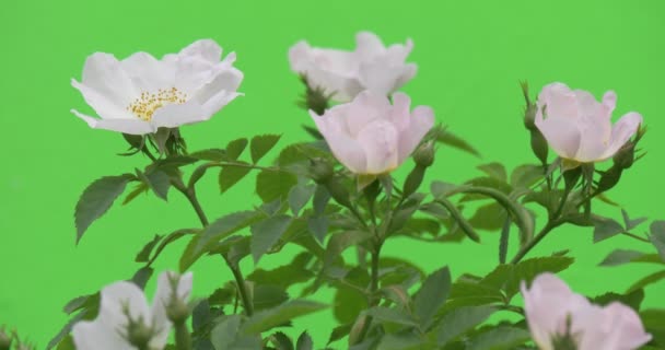 Parte superior de Rose Bush con rosas blancas, ventoso — Vídeos de Stock