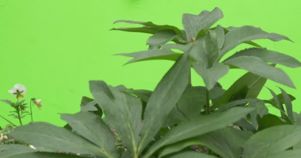 Groene verse bladeren van de Plant, Bush van planten, altviool — Stockvideo