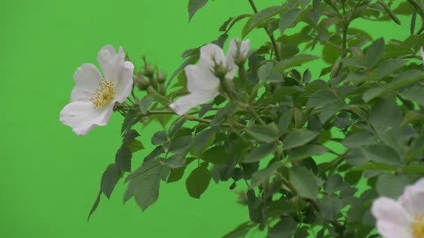 Flores brancas de Rose Bush Fechar, Rascunho — Vídeo de Stock