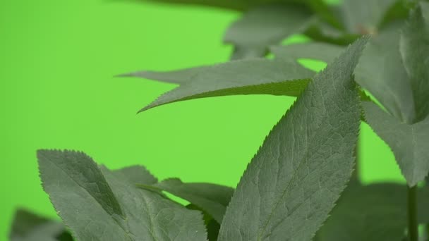 Follaje verde fresco de la planta, hojas de primer plano, cámara lenta — Vídeos de Stock