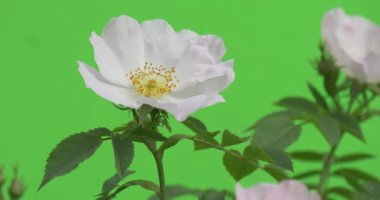 Beyaz güller ve çırpınan Bush Closeup düğmeleri