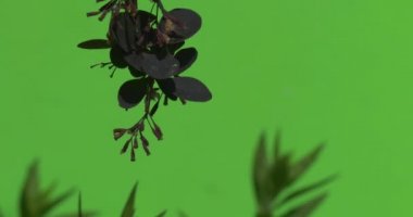 Şube ile mor yaprakları aşağı, yeşil taze yeşillik bulanık