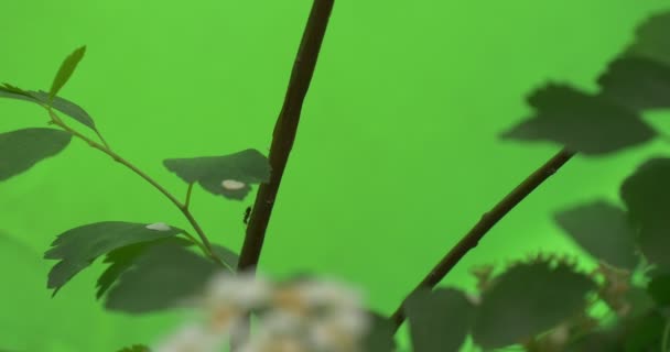 Praktspirea, Bush, brun stjälken, vita blommor suddig — Stockvideo