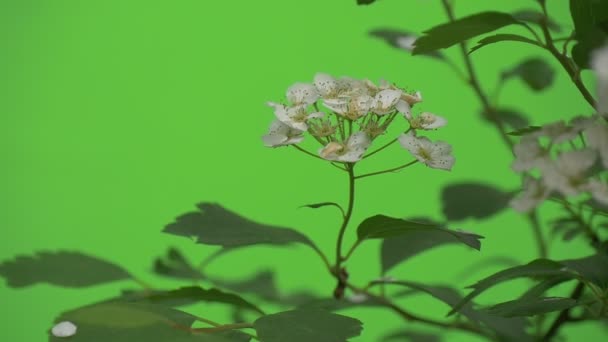 Spiraea, Bush, Rama, Inflorescencias pobres de las flores blancas, Moción lenta — Vídeos de Stock