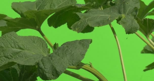 Green Plant With Big Leaves And Thick Stalk, Leaves Closeup, Swaying — Stock Video