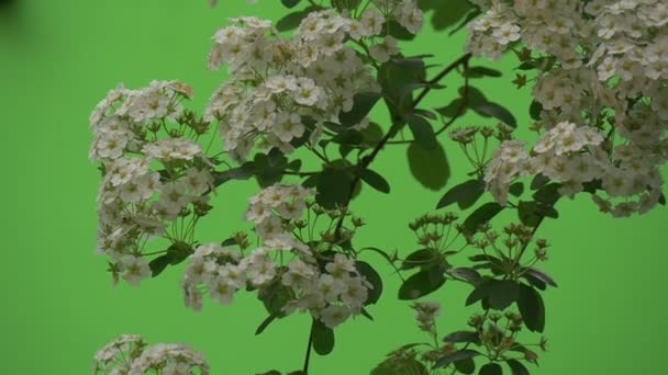 Spiraea, Busch, Zweig, weiße Blüten, Zeitlupe, dunkel — Stockvideo