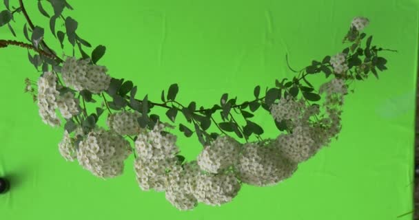 Spiraea, Bush,Branch Semicircular, White Flowers — Stock Video