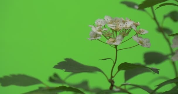 Spiraea, Strauch, Zweig, arme Blütenstände weißer Blüten — Stockvideo