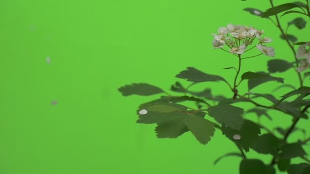 Spiraea, Bush, tak, witte bloemen, bloemblaadjes vallen naar beneden, Slow Motion — Stockvideo