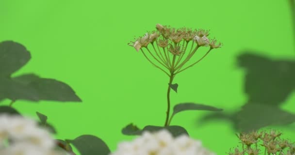 Praktspirea, upp i bushen, vita blommor, kasta sina blommor, suddig — Stockvideo