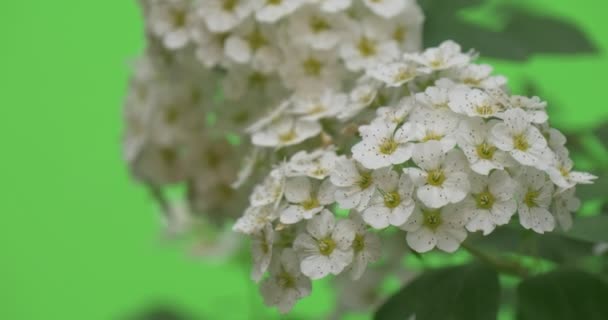 Spiraea, Bush,Branch, White Flowers, Few Inflorescences — Stock Video