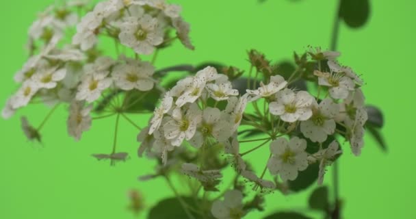 Spiraea, Буш, галузь, маленькі білі квіти крупним планом, розмита — стокове відео