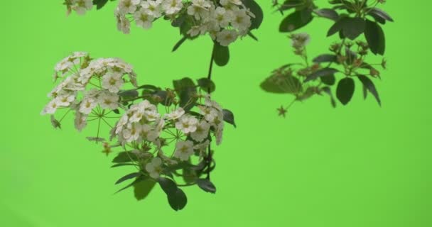 Spiraea, Strauch, grüne Blätter, weiße Blüten, Zweig nach unten — Stockvideo