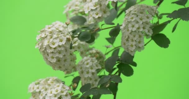 Spiraea, Bush, Branch, White Flowers, Wevering — стоковое видео